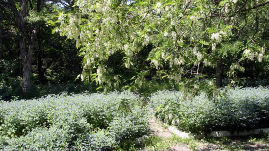 Пансионат-гостиница «Лотос» фото 3