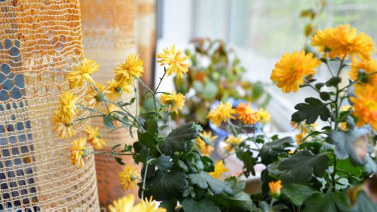 Пансионат-гостиница «Лотос» фото 9